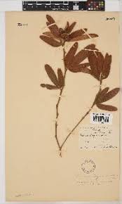 Image result for Eriosema pauciflorum