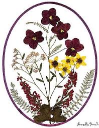 Herbarium Deckblatt