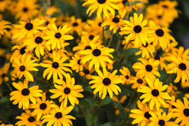 We did not find results for: 12 Best Perennials For Full Sun