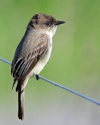 Birds Native To North Carolina Eastern Phoebe Beautiful Birds Birds Bird Watching