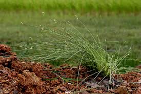 Image result for Fimbristylis