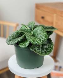 Image result for Streptocarpus leptopus