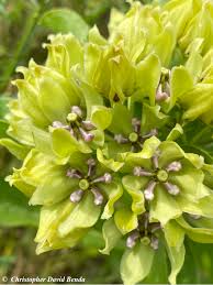Image result for Asclepias meliodora