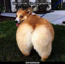 Cute Animals Kittens Opposite Cute Animals Saying I Love You And Cute Animals To Draw Dogs Doing Funny Things Funny Animals Funny Animal Quotes