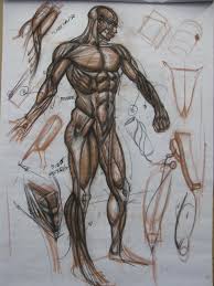 Perfect for patients and students. 3kicks Art Studio Full Body Anatomy Demo Human Anatomy Drawing Figure Drawing Anatomy Art