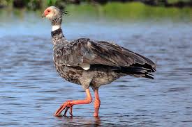 Averaging 10 to 14 pounds, our birds are. Brother Jero Tours And Travel Screamers Scientific Name Anhima Cornuta Type Birds Diet Herbivore Average Life Span Unknown Size About The Size Of A Turkey Weight Up To Seven Pounds Facebook