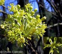 Although severe reactions are quite uncommon, sassafras has been reported as a sensitizer. Exotische Nutz Und Zierpflanzen Sassafras Albidum