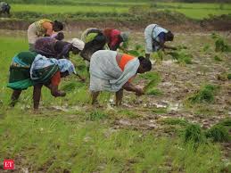 Oil palm industry in malaysia by dr. Plantation Sector In Deep Crisis Upasi The Economic Times