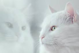 Ipata is an association of professional pet shippers. Pet Relocation Shipping Services To From Singapore Ferndale Kennels Cattery