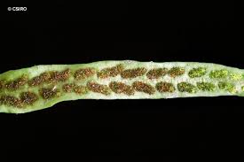 Image result for Grammitis