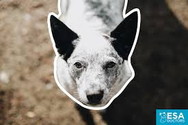 But which breed will work best for you depends on what you need the dog to do. How To Make Your Esa Into A Psychiatric Service Dog Esa Doctors