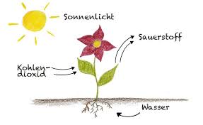 Dass Pflanzen Photosynthese Betreiben Lernt Jedes Kind In Der Schule Aber Was Steckt Eigentlich Hinter Diesem Begriff Und Wel Photosynthese Pflanzen Biologie