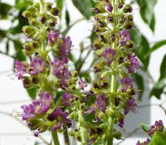 Image result for Ocimum angustifolium