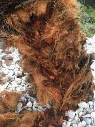 How Can I Repair A Palm Tree That My Dog Chewed At The Bottom Hometalk