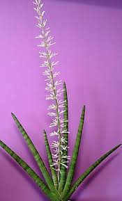 A flower, sometimes known as a bloom or blossom, is the reproductive structure found in flowering plants (plants of the division magnoliophyta, also called angiosperms). Dracaena Angolensis Wikipedia