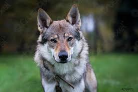Er ähnelt durch seine statur, den gang und das fell sehr dem wolf. Hund Tschechoslowakischer Wolfshund Im Sommerportrat Foto Vorratig Crushpixel