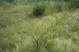 Image result for Acacia hockii