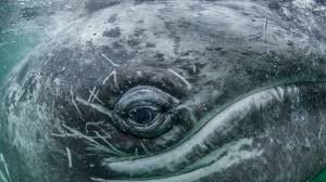 Use different colors of clay for the different cellular structures. Whale Facts And Information