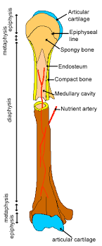 Additionally, the outer shell of the long bone is compact bone, then a deeper layer of cancellous bone (spongy bone) which contains in the medullary cavity the bone marrow. Cartilage Bone Ossification The Histology Guide