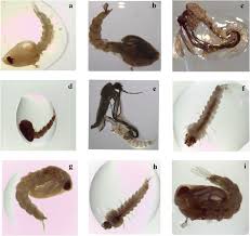 Image result for Kotschya uguenensis