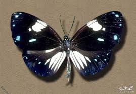اجمل فراشات طبيعيه اروع واجمل الفراشات 3dlat Net 17 16 2964 Insects Moth Bee