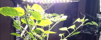 Check spelling or type a new query. Hydroponic Indoor Garden Systems Smart Home Garden