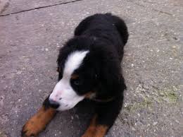Moritz Du Warst Als Hund Der Beste Mensch Den Man Zum Freund