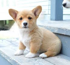 All of ridgewood's corgi puppies for sale go home with a written lifetime warranty as well as their puppy shots completed. Corgi Mix Breeds For Sale