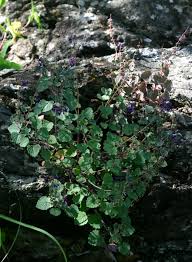 Image result for Equilabium selukwense