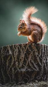 Le livre numérique (en anglais : Animal Squirrel 4k 5k Hd Animals Wallpapers Hd Wallpapers Id 34301