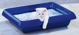 Comment Preparer Au Mieux Le Coin Litiere De Votre Chat