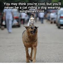 We did not find results for: 25 Best Dog Wearing Sunglasses Memes Was Memes Dog Wearing Memes Your Cool Memes
