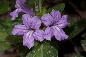 Image result for Ruellia patula