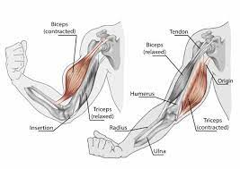 The muscles of the arm anatomical chart does an exemplary job of examining the individual muscles that make up this area of the human body, and how they work together in processes such as motion and flexibility. Two Jointed Muscles Of The Arms How To Train Them Breaking Muscle