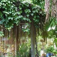 Jual aneka pohon / tanaman hias di denpasar bali hub. Jual Bibit Tanaman Hias Akar Gantung Siap Antar Pagina Inicial Facebook