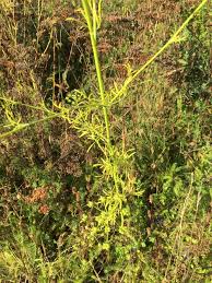 Image result for Petroselinum