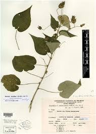 Image result for Wissadula