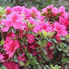 Azalea Bloom A Thon Hot Pink Pink Azaleas Azaleas Landscaping Azaleas