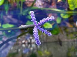 Image result for Aponogeton junceus