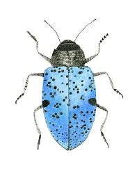 Black And Yellow Longhorn Beetle Uk Blue Beetle Art Print Painting Watercolor Entomology Insect Etsy Beetle Art Insect Art Woodland Art