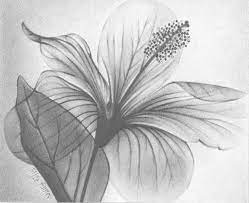 Significa anche essere ad un funerale, o anche prendere parte al proprio funerale. Guarda Questo Articolo Nel Mio Negozio Etsy Https Www Etsy Com It Listing 853801957 Fiore Bouquet Trasparenza Fiori Disegnati A Matita Disegno Floreale Fiori