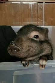 Pin By Magdalena Ferrari On Piggies Cute Pigs Cute Piglets Baby Pigs