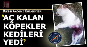 antalya da hayvanseverleri ayaklandiran iddia ac kalan kopekler kedileri yedi