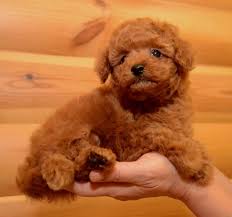 Check spelling or type a new query. Toy Poodle Male And Female Puppies Furs Feathers Pets