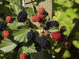 The blackberry smartphone is not equipped to readily record phone calls, however, there are downloadable apps and services available to allow you to achieve this task. Ukrainian Berry Producer Preparing For Blackberry Exports Eastfruit