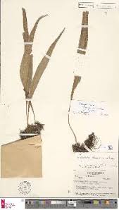 Image result for Lepisorus schraderi