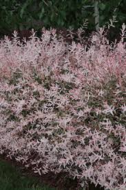 Native to northern asia and siberia, this attractive plant makes a great. Pin On Flowers Plants Trees