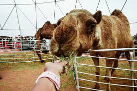 Total cash prizes for owners of winning camels amounted to £21.3 million. Inside Saudi Arabia S Camel Beauty Pageant The Independent The Independent