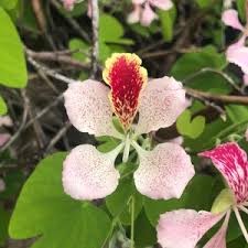 Image result for Bauhinia monandra