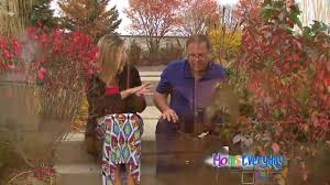 Donate a tree in quincy, il. Deborah Maple Tree